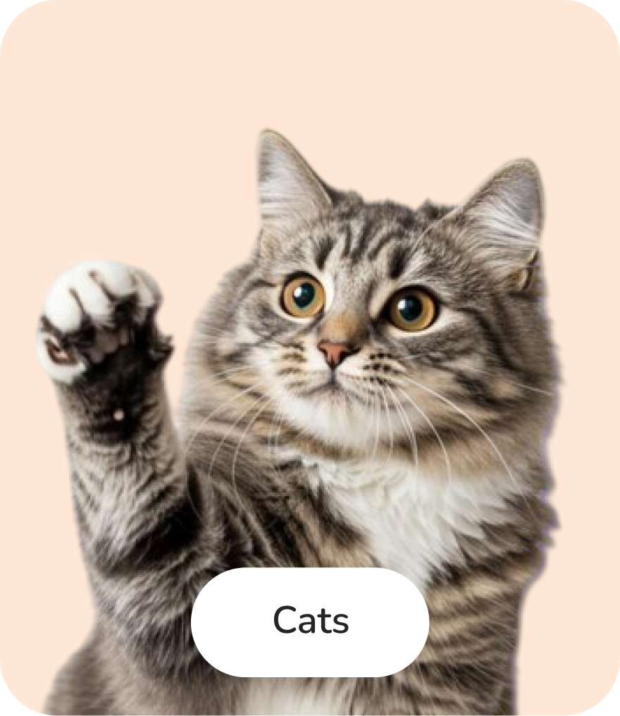 Cats